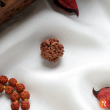 Nepal Origin 1 Mukhi Lab Certified Rudraksha - 18mm - 22mm Religious Bazar