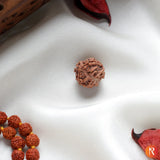 Nepal Origin 3 Mukhi Lab Certified Rudraksha - 18mm - 22mm Religious Bazar