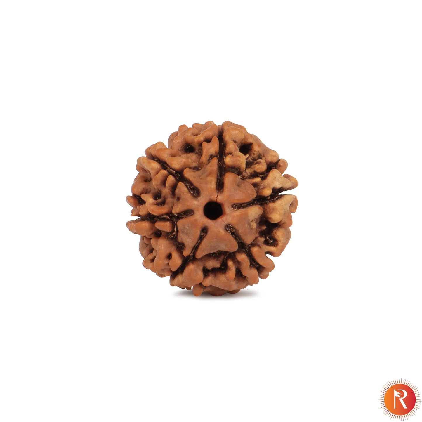 Nepal Origin 6 Mukhi Lab Certified Rudraksha - 18mm - 22mm Religious Bazar