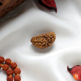 1 Mukhi Lab Certified Rudraksha Religious Bazar