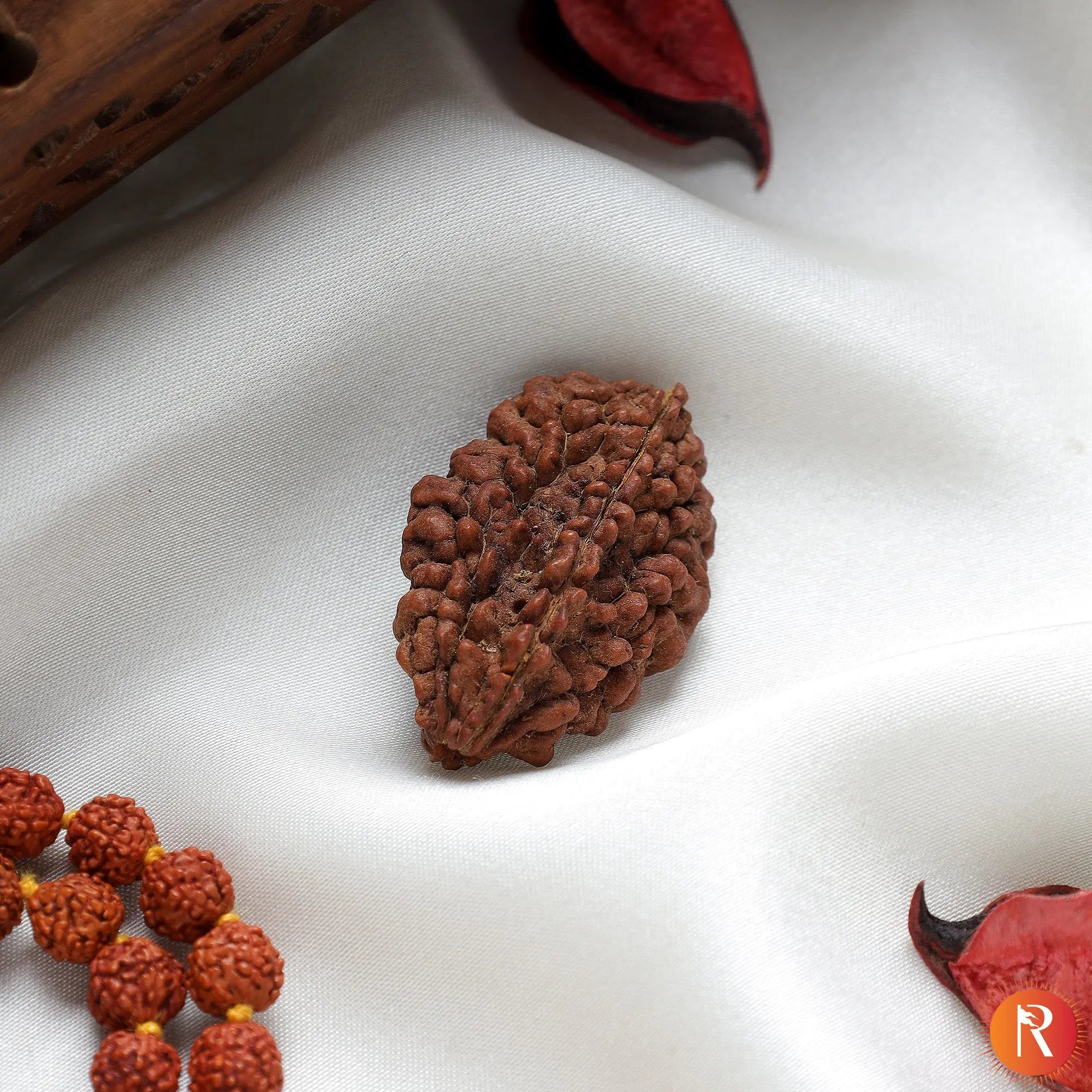 2 Mukhi Lab Certified Rudraksha Religious Bazar