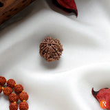 Nepal Origin 7 Mukhi Lab Certified Rudraksha - 18mm - 22mm Religious Bazar