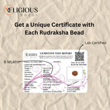 Nepal Origin 6 Mukhi Lab Certified Rudraksha - 18mm - 22mm Religious Bazar