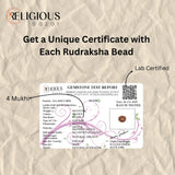 Nepal Origin 4 Mukhi Lab Certified Rudraksha - 18mm - 22mm Religious Bazar