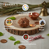 11 Mukhi Lab Certified Rudraksha