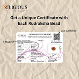 Nepal Origin 7 Mukhi Lab Certified Rudraksha - 18mm - 22mm Religious Bazar